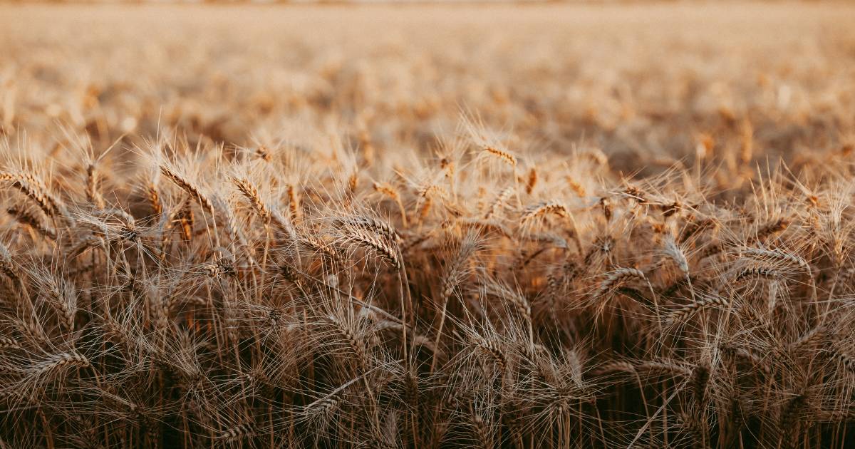 WA grain: a story worth telling