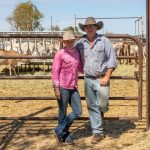 Moombi Shorthorn stud dispersal reaches $32,500 top | Photos