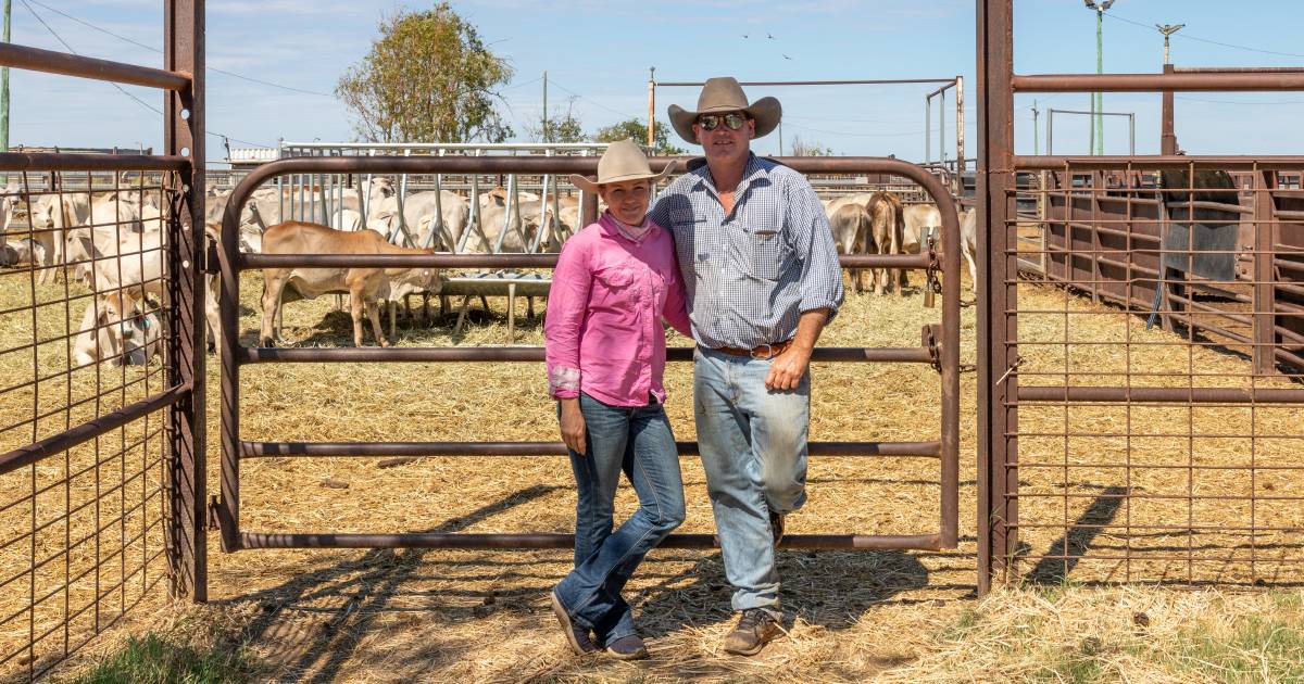 Hughenden saleyards business booming