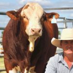 Bandeeka Blacks black Simmental stud, Boyanup, wins junior interbreed calf award at the 2022 Perth Royal Show | Farm Weekly