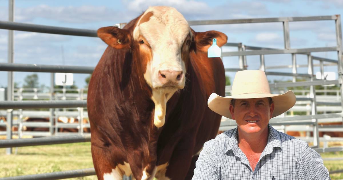 Karragarra sets new Simmental records at annual bull sale