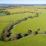 Increasing numbers of native budworm moth found in some areas of the Western Australian grainbelt | Farm Weekly