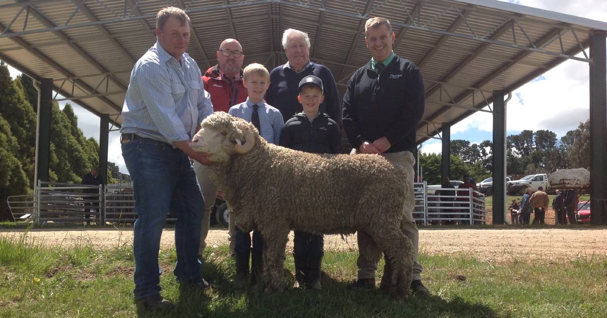 Merino rams for high rainfall productivity