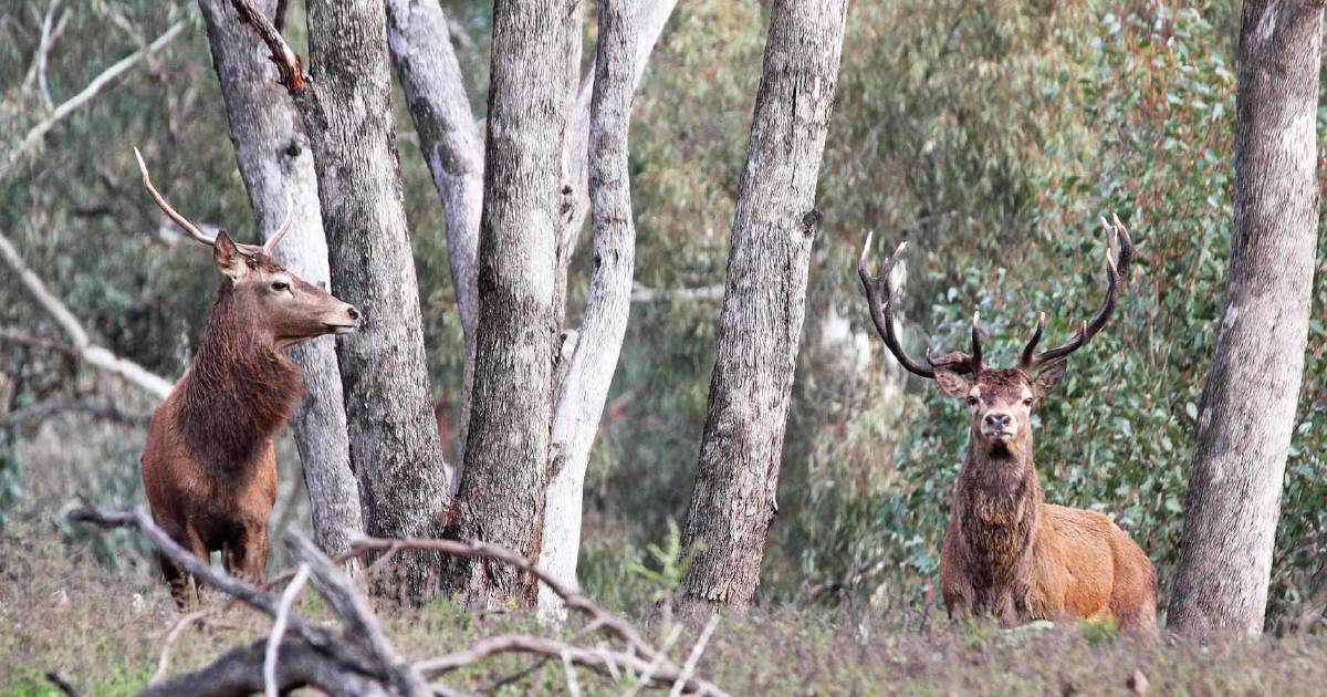 Invasive species cull paused during peak breeding season