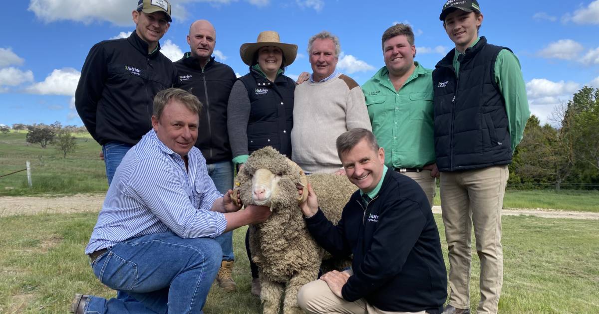 Merino ram donated to support Ally Jaffrey