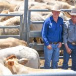 Use low-stress weaning methods | Beef Magazine