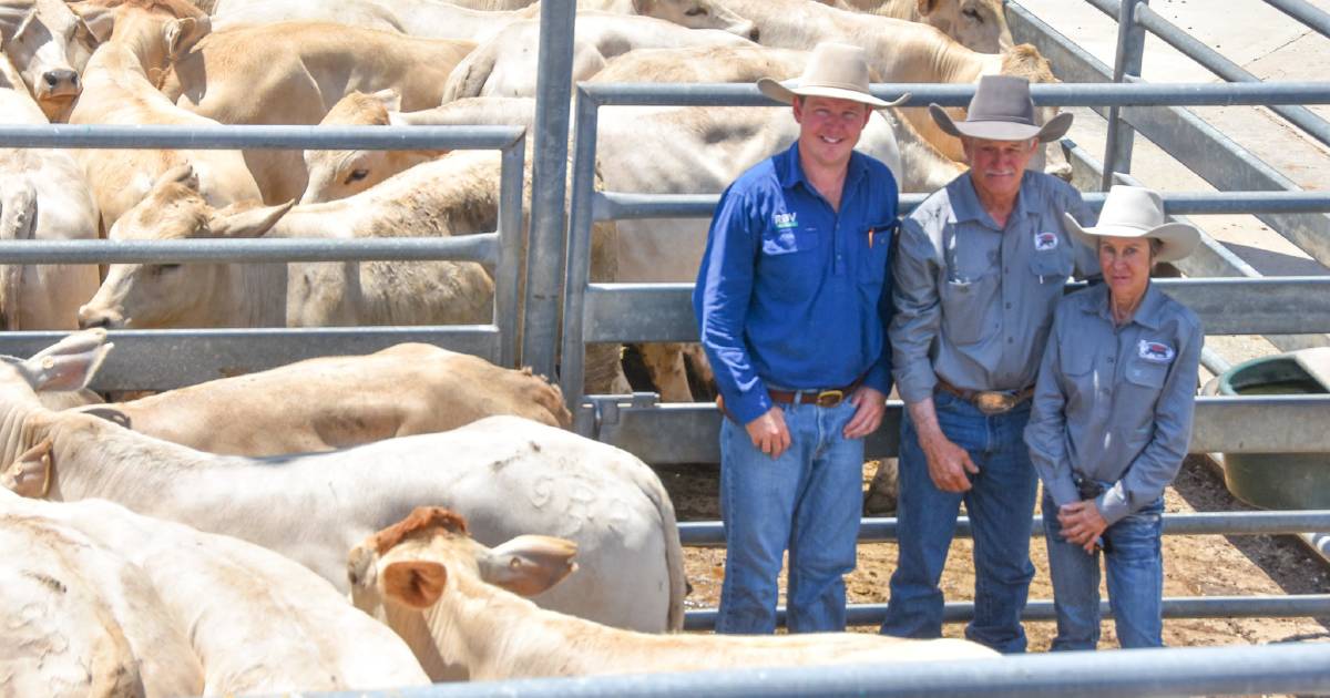 Processor cows peak at 390c/kg, yearling steers to 728c at Emerald Prime Store Sale | North Queensland Register