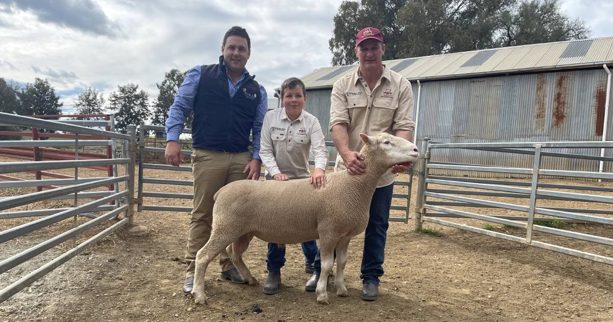 Complete clearance of Hovell Aberdeen Poll Dorset rams