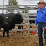 Royston on-property sale, Napier, reaches $4600 for Prime SAMM ram | Farm Weekly