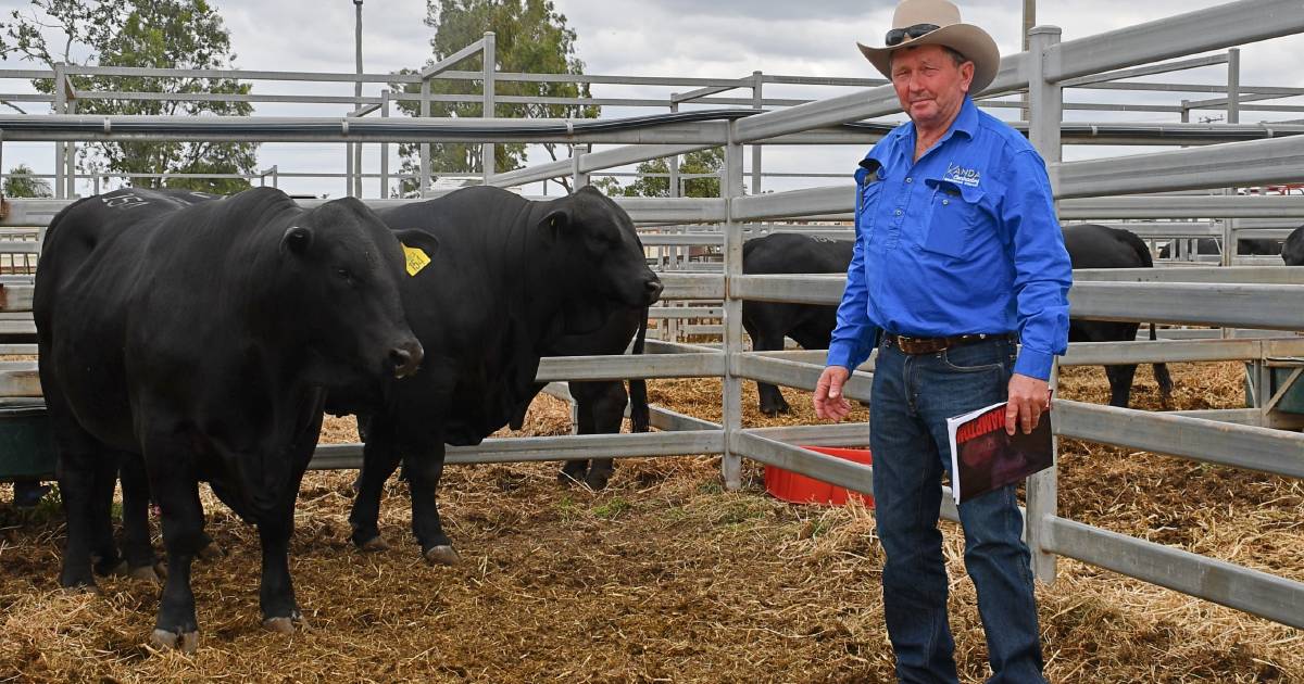 Meet the producer that bid on 40 bulls during Rockhampton sale