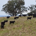 Shedding option being explored in trial at Teys Charlton feedlot