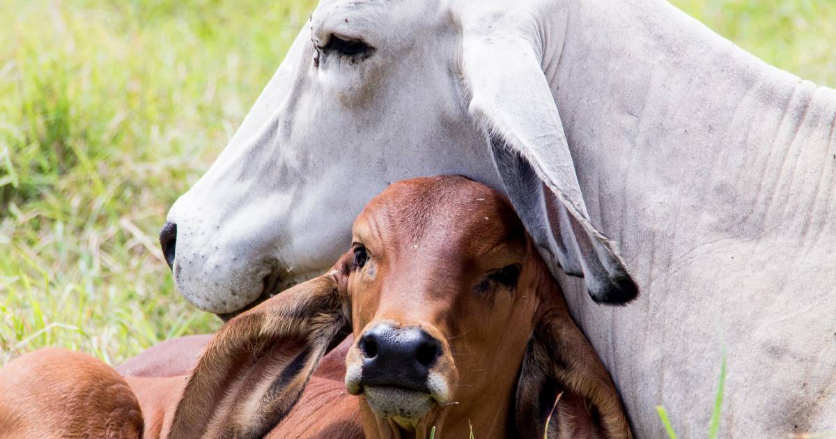 Talk of the Town: Why are we suddenly interested in the females of livestock