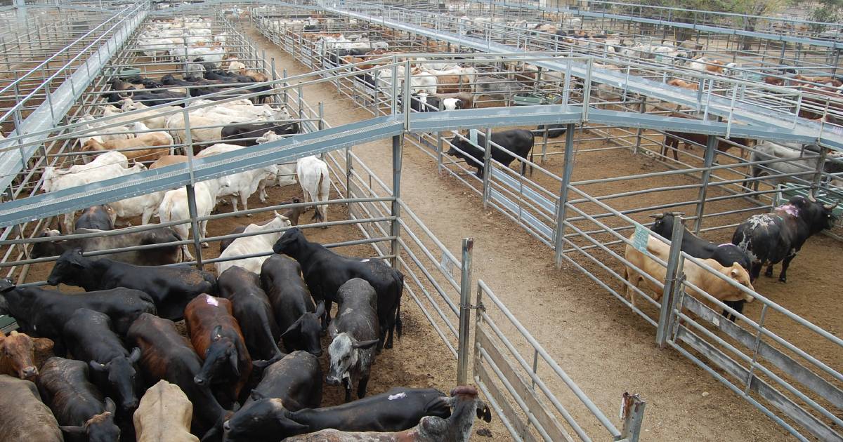 Cows and calves in demand at Charters Towers