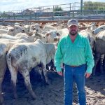 Light weight yearling steers returning to the paddock make 622c, average 614c at Toowoomba | Queensland Country Life