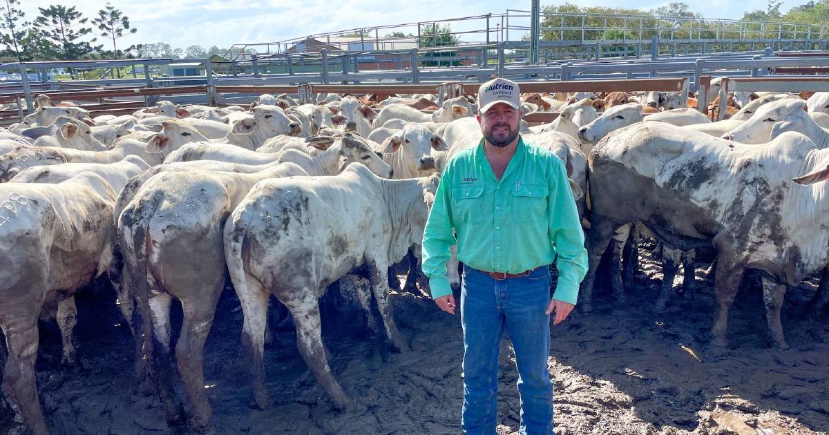 Breeder cattle sell well above vendor expectations at Sarina female sale