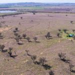 Qulality weaners in demand at Biggenden