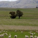 Southern Cross rams sell to $2000 | The Land