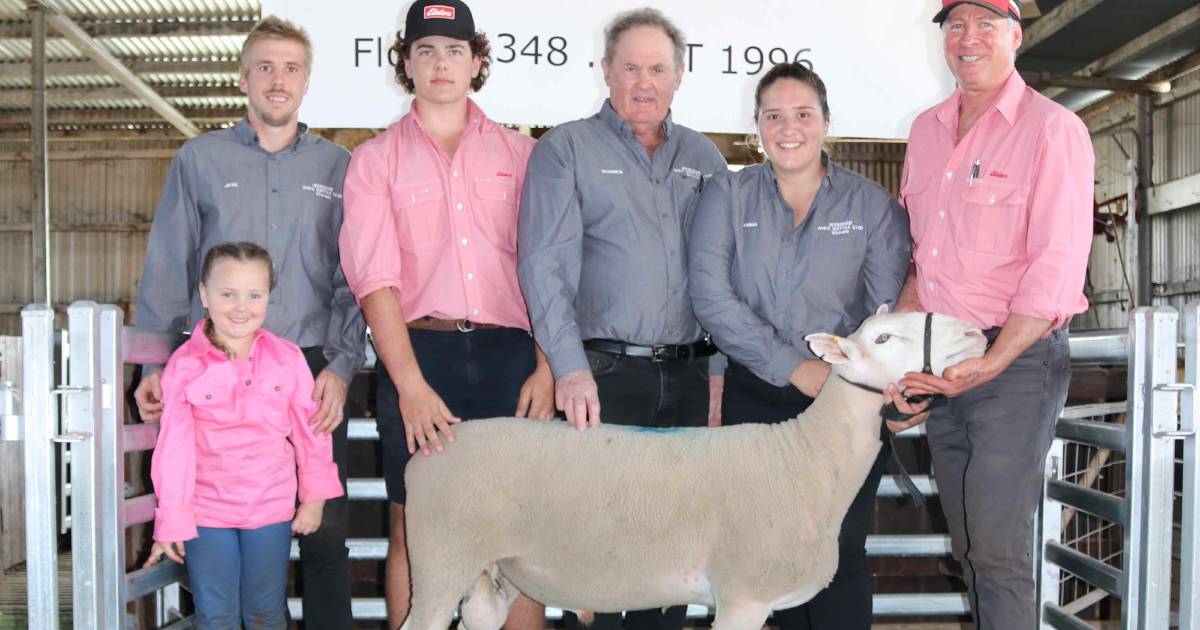 White Suffolks peak at $2300 at Hedingham’s ram sale at Wickepin | Farm Weekly