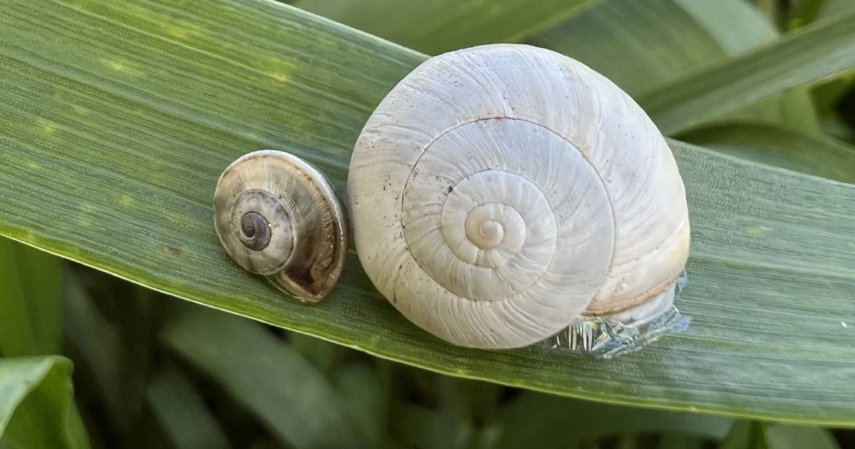 Snails discovered in wheat crop