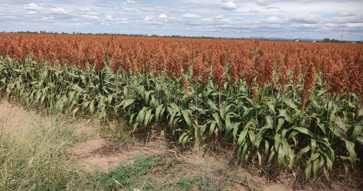 Research led by agronomist Loretta Serafin, examines the benefits of sowing sorghum earlier than previously advocated | The Land