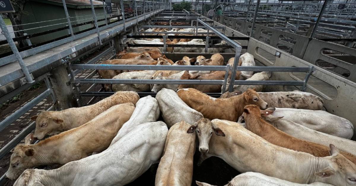 Weaner steers reach 722c at Gracemere | Queensland Country Life