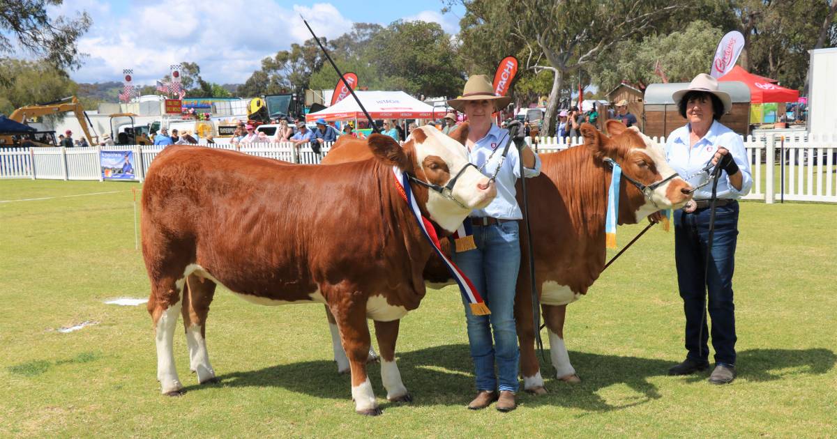 Bandeeka Simmentals, Elgin, dominate the stud beef cattle judging at the Brunswick Show | Farm Weekly