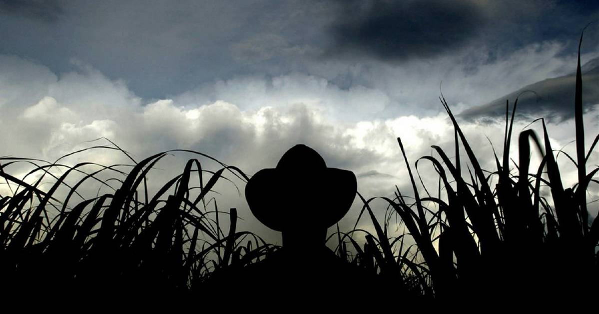 Canegrowers' frustration builds as local mill delays crush