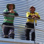 Cattle on the move through Cloncurry yards