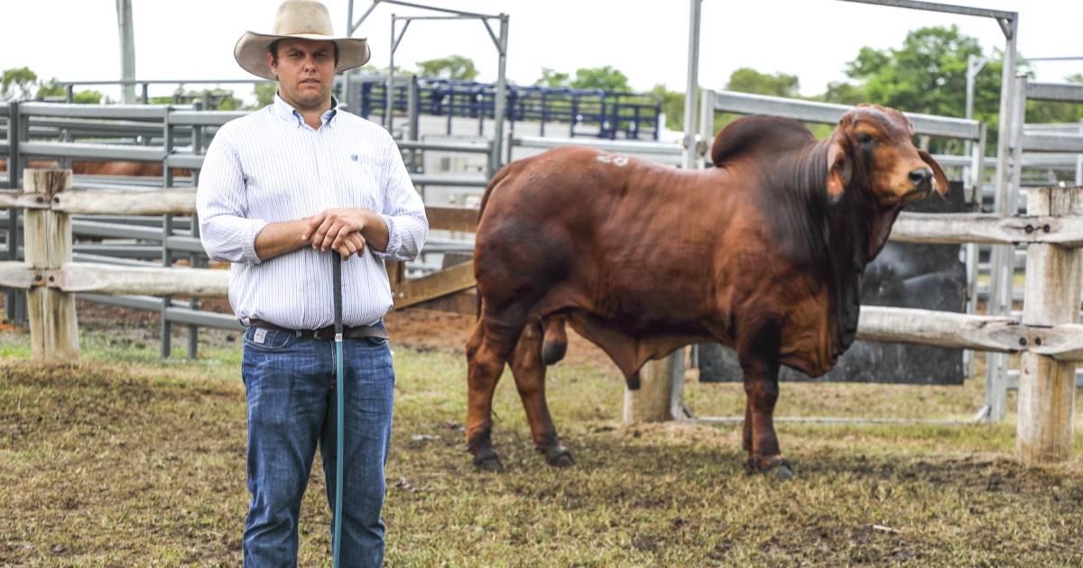 Great Northern Brahman Sale topped by a heifer at $42,000 | Queensland Country Life