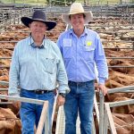 Rockhampton Brahman Week Sale 2022: all the vendor averages from day one | Queensland Country Life