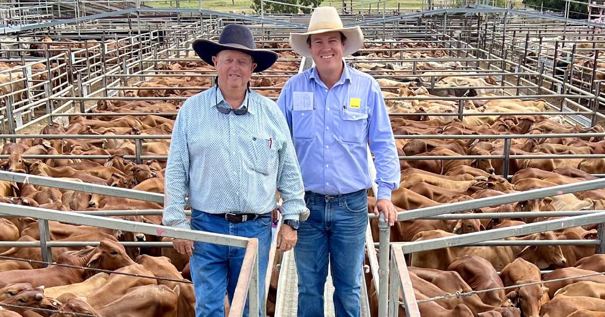 Breeder heifers in demand at Charters Towers store sale