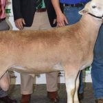 NT stud pays buys up big at Rockhampton Brahman Week Sale