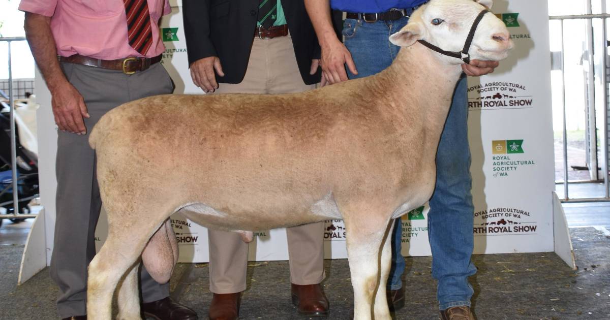 $22,500 for Yonga Downs White Suffolk at Perth Royal Show All Breeds Ram and Ewe Sale. | Farm Weekly