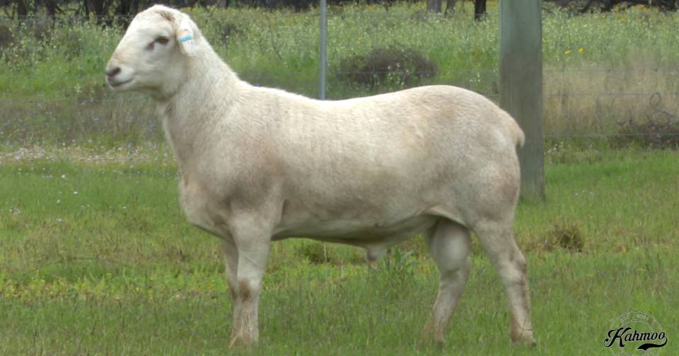 Kahmoo comes up trumps at Cunnamulla ram sale