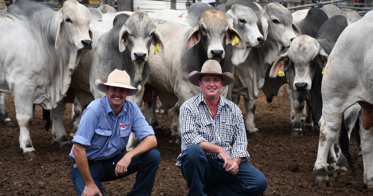 Rockhampton Brahman Week Sale proves popular with NT buyers amidst dry conditions