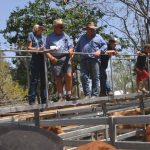 Denvale on-property sale at Mt Barker sells Dohne rams for $2000 twice | Farm Weekly