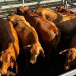 Shearing challenge raises funds for Westpac chopper