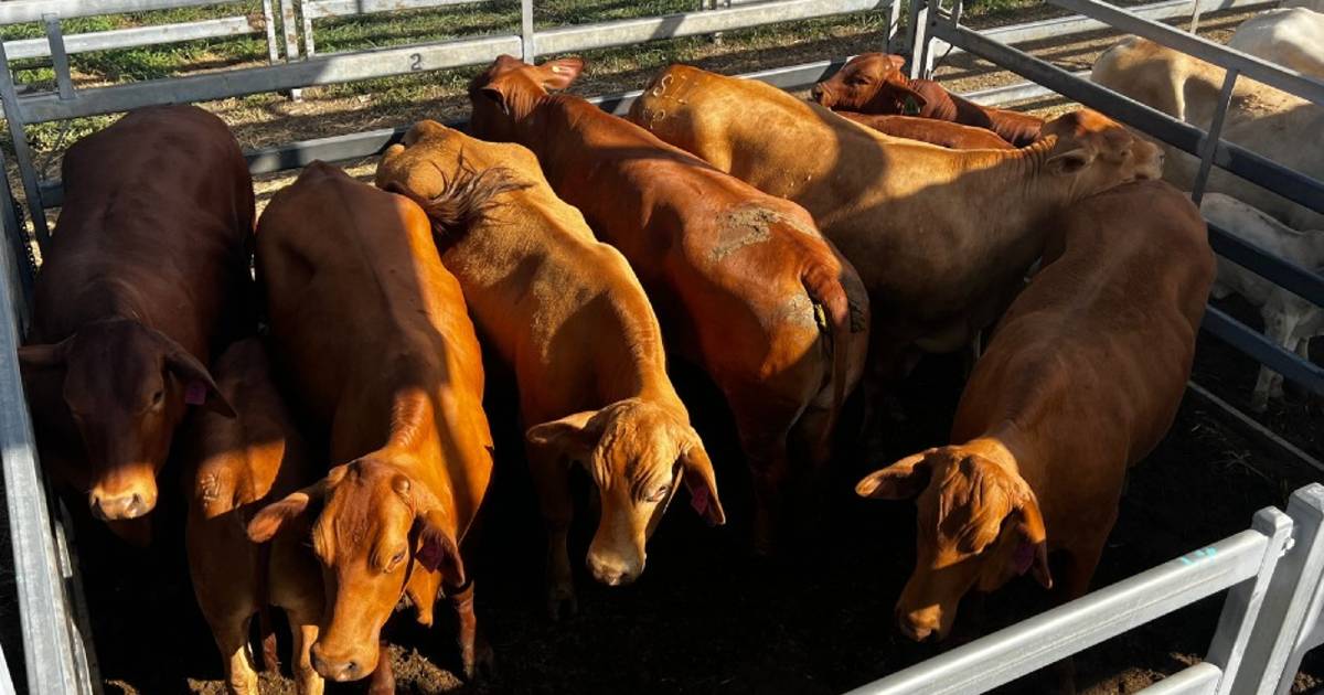 Cows and calves hit $3600 at Gracemere