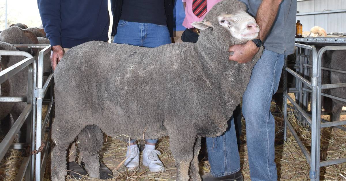 $3100 Poll ram tops Dongiemon and Tilba Tilba on-property sale at Williams | Farm Weekly