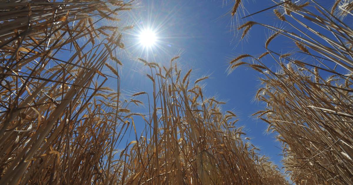 Farmers facing rain delays and wheat quality concerns | The Land