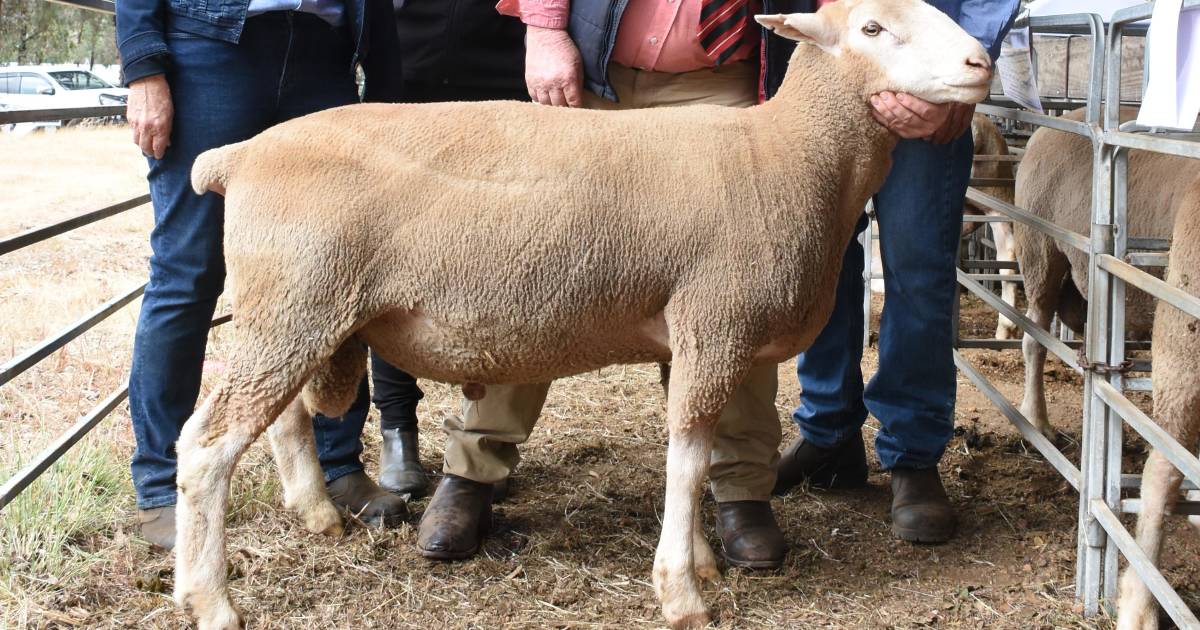 Glenbrook White Suffolks top at $2900 at Darkan ram sale | Farm Weekly