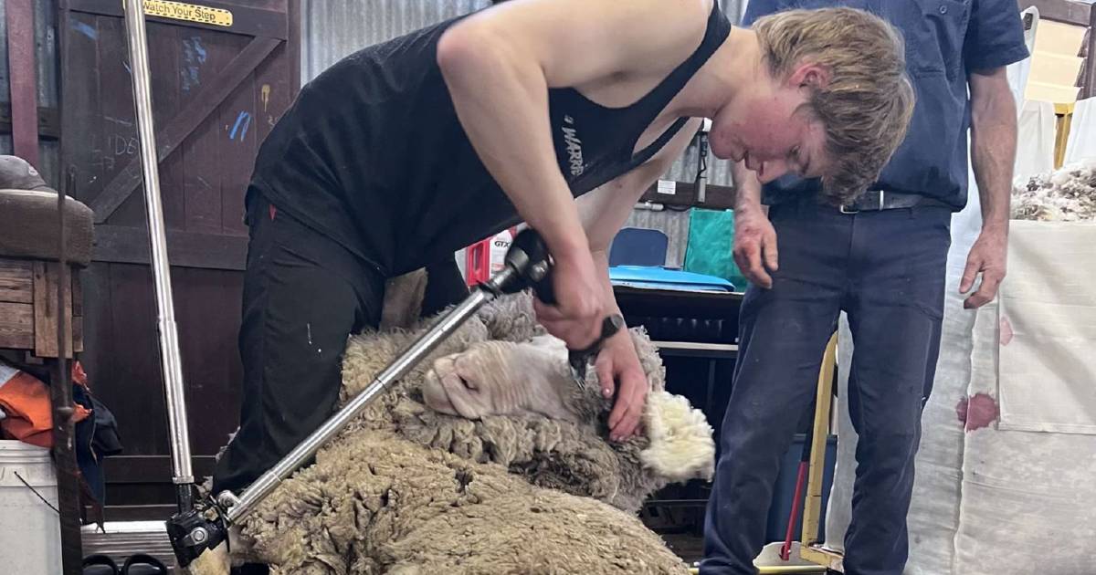 Hard yakka in the shearing shed for Blake