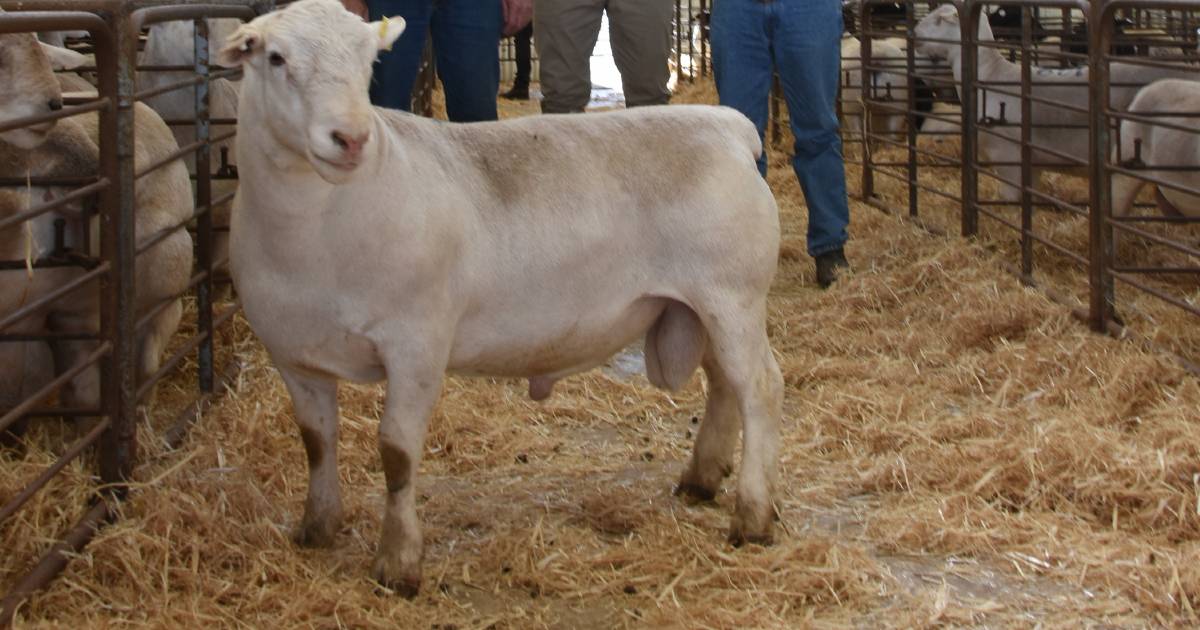 Kaya Dorper and White Dorper Production Sale at Narrogin reaches $12,300 | Farm Weekly