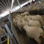 Breeder cattle sell well above vendor expectations at Sarina female sale