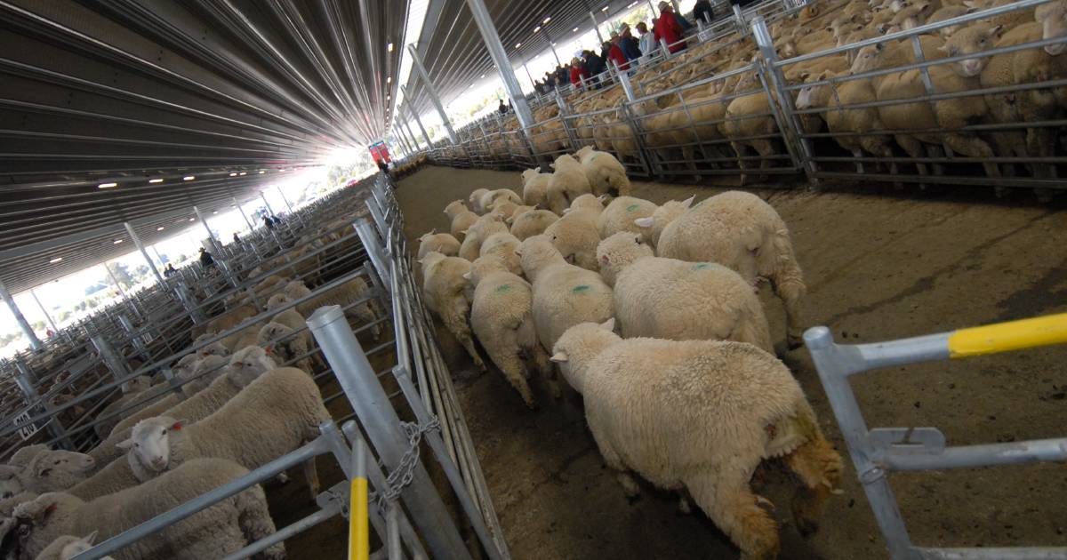 Soggy sales play on lamb market supply