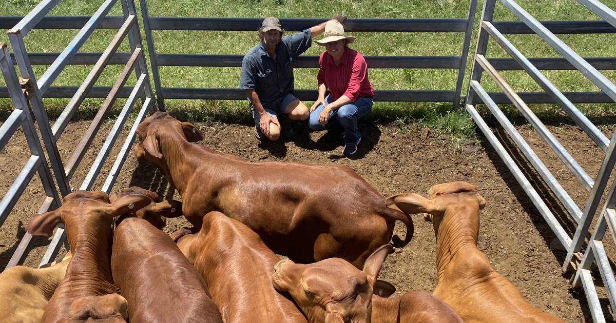 Store steer market remains solid at Sarina