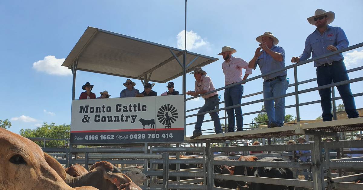 Quality feeder steers offloaded at Monto sale