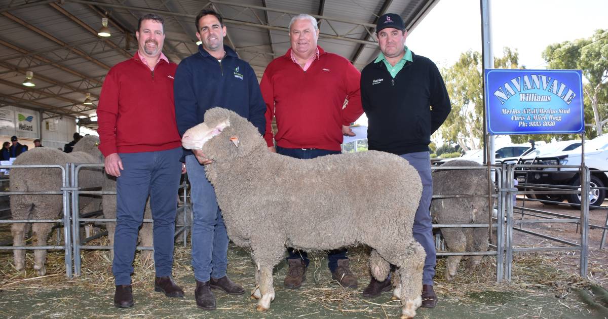 Williams Breeders’ ram sale averages $1429 and hits $3600 for a Poll Merino and $2000 for an UltraWhite composite | Farm Weekly