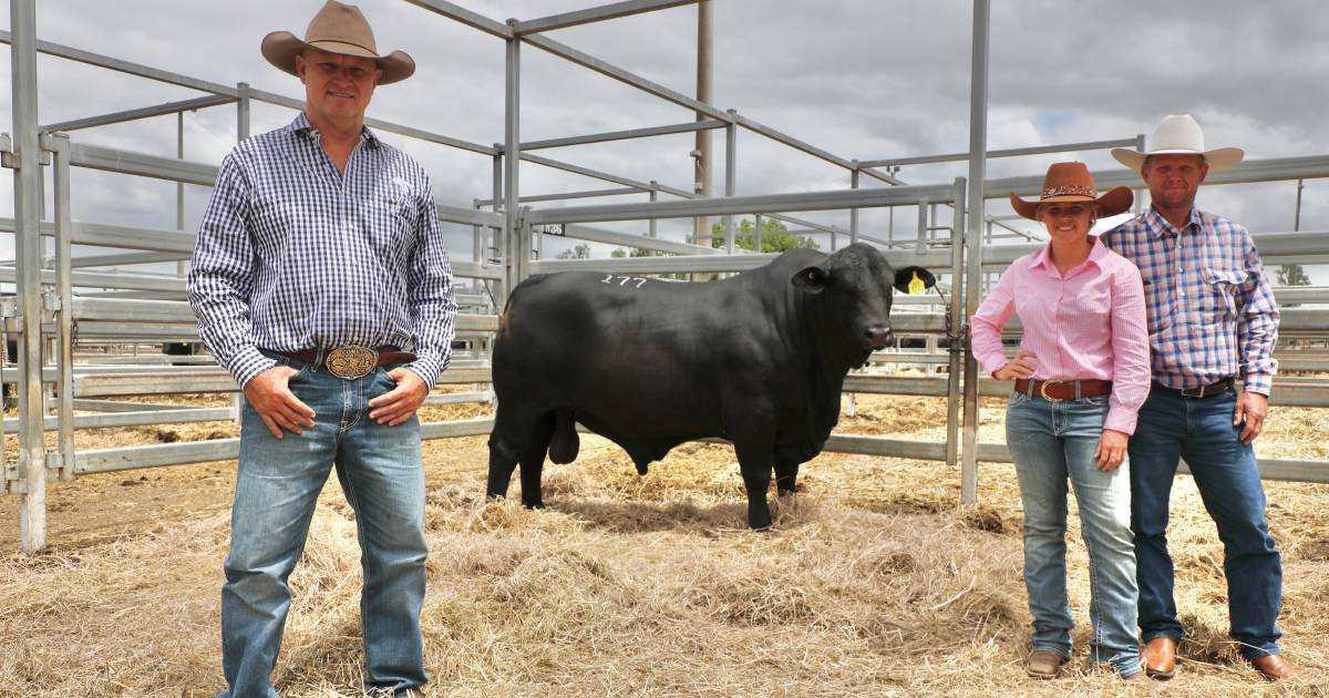 Annual Rockhampton Brangus hits $110,000 high note