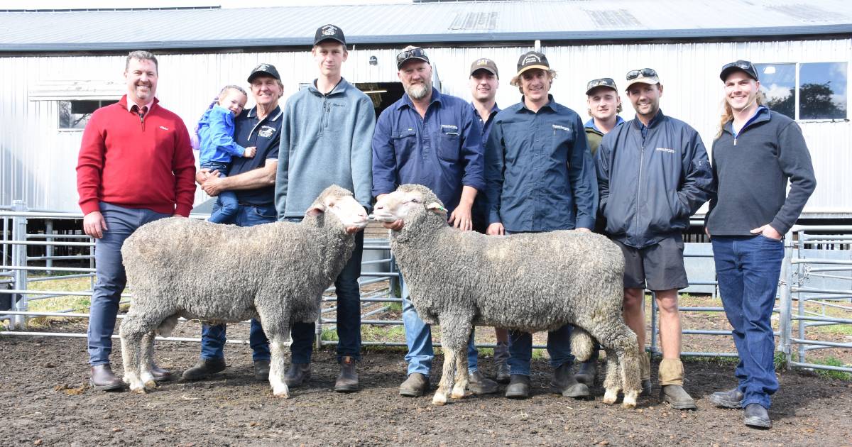 Westerdale on-property Poll Merino ram sale at McAlinden averages $2067 | Farm Weekly